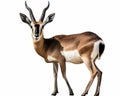 photo of blackbuck isolated on white background. Generative AI