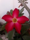 a photo of a blooming adenium flower
