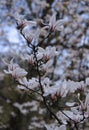 Photo of blooming branches of a magnolia tree with large white and pink flowers Royalty Free Stock Photo