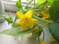Photo of blooming cucumber on the windowsill.