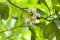 Blooming Grapefruit Flower on the Tree Royalty Free Stock Photo