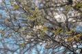 Photo of blooming pear tree