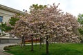 Photo with blooming with in red, pink and white colors of a Japanese cherry tree Royalty Free Stock Photo