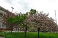 Photo with blooming with in red, pink and white colors of a Japanese cherry tree Royalty Free Stock Photo