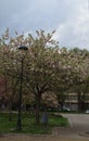 Photo with blooming with in red, pink and white colors of a Japanese cherry tree Royalty Free Stock Photo