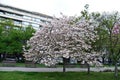 Photo with blooming with in red, pink and white colors of a Japanese cherry tree Royalty Free Stock Photo