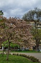 Photo with blooming with in red, pink and white colors of a Japanese cherry tree Royalty Free Stock Photo