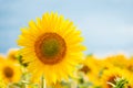 Photo of blooming sunflower in agricultural field against blue sky