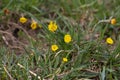 Photo of blooming yellow tussilago flowers early spring Royalty Free Stock Photo
