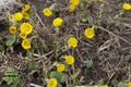 Photo of blooming yellow tussilago flowers early spring Royalty Free Stock Photo