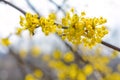 Photo of blooming yellow twig dogwood in garden in spring Royalty Free Stock Photo