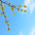 Photo of blooming yellow twig dogwood in garden in spring Royalty Free Stock Photo