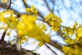 Photo of blooming yellow twig dogwood in garden in spring Royalty Free Stock Photo