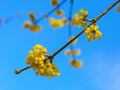 Photo of blooming yellow twig dogwood in garden in spring Royalty Free Stock Photo