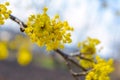 Photo of blooming yellow twig dogwood in garden in spring Royalty Free Stock Photo