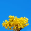 Photo of blooming yellow twig dogwood in garden in spring Royalty Free Stock Photo