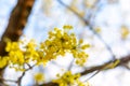 Photo of blooming yellow twig dogwood in garden in spring Royalty Free Stock Photo