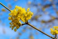 Photo of blooming yellow twig dogwood in garden in spring Royalty Free Stock Photo