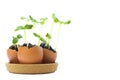 A photo of blossoming cucumber seedling, small sprouts in the egg shell with soil isolated on white background. Growing sprout is