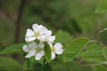 Photo of blossoming tree brunch with white flowers on bokeh green background