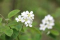 Photo of blossoming tree brunch with white flowers on bokeh green background