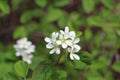 Photo of blossoming tree brunch with white flowers on bokeh green background