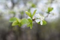 Photo of blossoming tree brunch with white flowers on bokeh