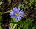 A photo of a Blue Anemone Royalty Free Stock Photo