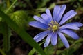 A photo of a Blue Anemone Royalty Free Stock Photo