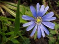 A photo of a Blue Anemone Royalty Free Stock Photo