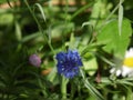 Blue cornflower in the thicket