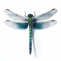 Photo of a blue dragonfly on a white background. Macro photography.