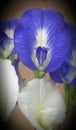 Blue flower of nice look photo india Royalty Free Stock Photo