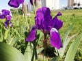 Photo of a blue iris on a background of green foliage