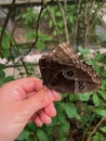 Blue Morpho Butterfly Perched on Fingers Royalty Free Stock Photo