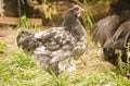 Photo of a Blue Orpington chicks Royalty Free Stock Photo