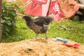 Photo of a Blue Orpington chicks Royalty Free Stock Photo