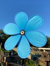 Blue Pinwheel in Summer in July