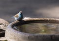 A photo of blue waxbill bird Royalty Free Stock Photo