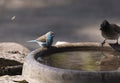 A photo of blue waxbill bird Royalty Free Stock Photo