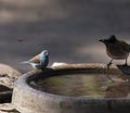 A photo of blue waxbill bird Royalty Free Stock Photo