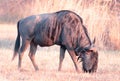 A photo of a blue wildebeest bull. Royalty Free Stock Photo