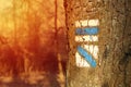 Photo of blues tourist sign or mark on tree bark in forest with sunlight Royalty Free Stock Photo