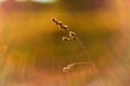 Photo of blurred field. Out of focus Summer Autumn sunset. Royalty Free Stock Photo