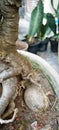 Photo of bonsay banyan roots