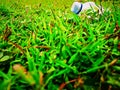 photo of bottle of mineral water on grass in morning dew Royalty Free Stock Photo