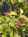 Bougainvillea bambino plant Photo