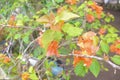 Photo Bougainvillea buttiana, Biological Species of Plants