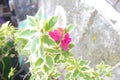 Photo Bougainvillea buttiana