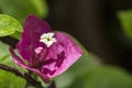 Bougainvillea flower in detail - close up of bougainvillea isolated flower